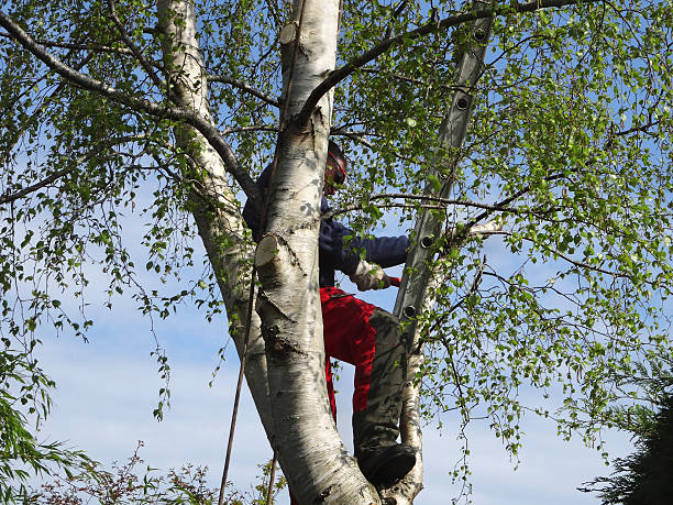 Best Tree Health Inspection  in South Haven, MI