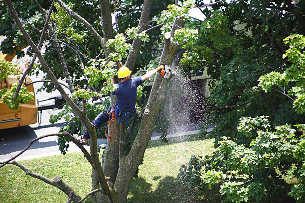 Best Seasonal Cleanup (Spring/Fall)  in South Haven, MI