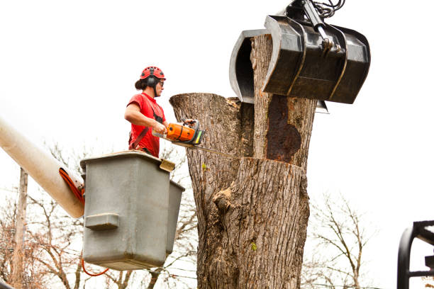 Best Tree Disease Treatment  in South Haven, MI